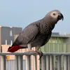 fsq avatar