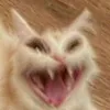 WuMarisaYi avatar