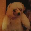chotchbro avatar
