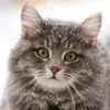 Orinaha avatar