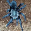Wymiatashi avatar