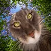 olyakrosh avatar