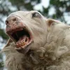 Rampaging_Sheep avatar