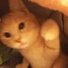 qtcbfmhnlgjk avatar
