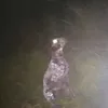 morphine avatar