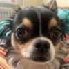 cemmochka avatar