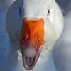 Ez4Goose avatar