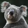 DisguisedKoala0 avatar