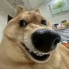 pulinnio avatar