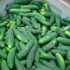 Sgt*Cucumber avatar