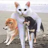 Supreme avatar