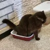 Abelie avatar