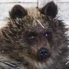 Данила avatar