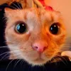 8eriy avatar