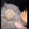 Bóbr Dwarf avatar