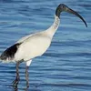 Dirty Bird avatar