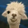 KitaruTW avatar
