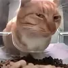 advil avatar