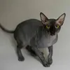 Silversamurai avatar