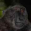 Kellerino avatar