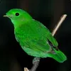 B1rdyX avatar