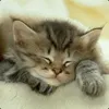 S™EAM Maintenance avatar
