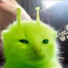 Črna Pašteta avatar