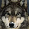 TheWolfy avatar