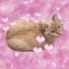 DippenUndNippen avatar