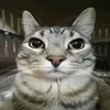 uzefucofumup avatar