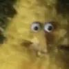 Bird avatar