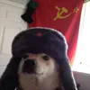 ToxicHarambe avatar