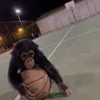 MOVEMENT PLAYER avatar