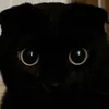 MustaVarvas avatar