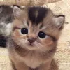 cool cat avatar
