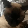 Brian avatar