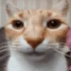 Lerp avatar
