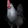 Kuskoo avatar