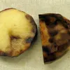 potato avatar