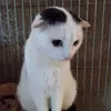 sietsedv1994 avatar