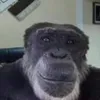 Sotbuner avatar