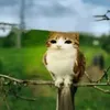 meow meow avatar