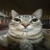 Xenfe avatar