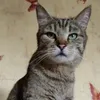 Misha avatar