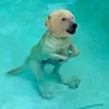 PolarSaurus avatar