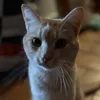 meow ;) ⇆ avatar
