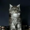 Sotmutir avatar