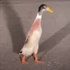 Turbo Pingwin avatar