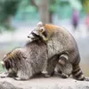 Single Raccoons In Your Area avatar