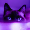 Z0nLess avatar